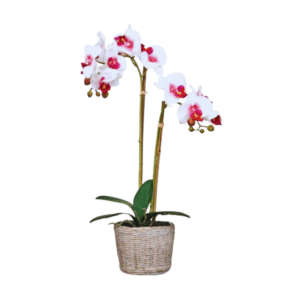 ORQUIDEA artificial 50 centímetros