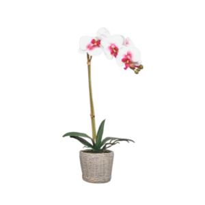 Flor artificial ORQUIDEA blanco grana 45cm